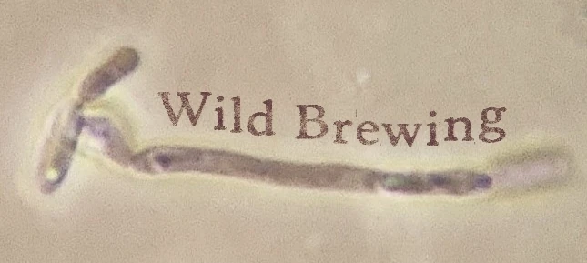 Wild Brewing: an elongated Brettanomyces cell under the microscope, with the words Wild Brewing