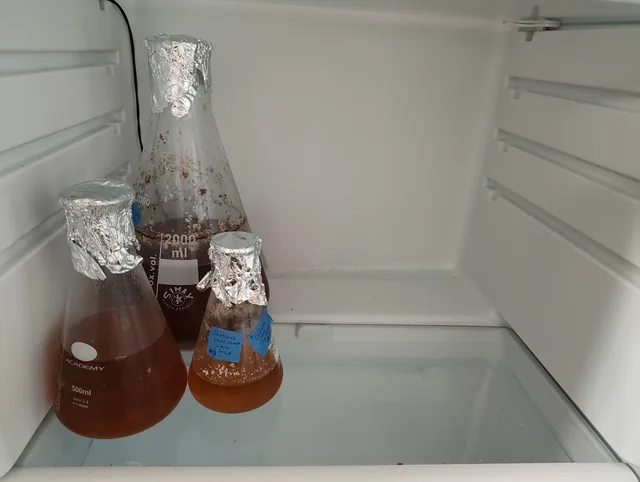 Three foil-capped conical flasks of dark starter on a shelf in a small fridge, one labelled with blue tape