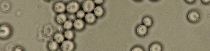 Banner: yeast cells under the microscope, phase contrast