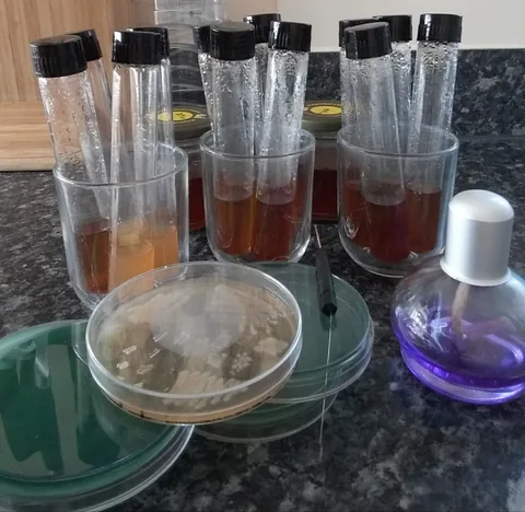 Plates of green bromocresol green agar, one with white colonies, beside glasses of wort-filled test tubes, an inoculation loop and a glass alcohol lamp
