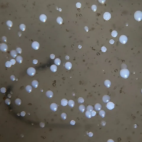 Close-up of a plate with many round white colonies, some smooth and glossy, others with a textured surface