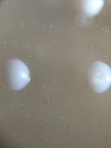 Close-up of a plate: two large white domed colonies among many tiny colonies