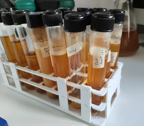 Rack of screw-cap test tubes of amber wort with yeast sediment, labelled Shiny, Dull and Goaty Brett