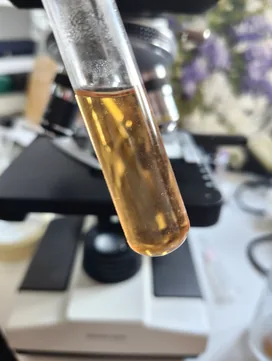 Test tube of crystal-clear amber wort held in front of a microscope
