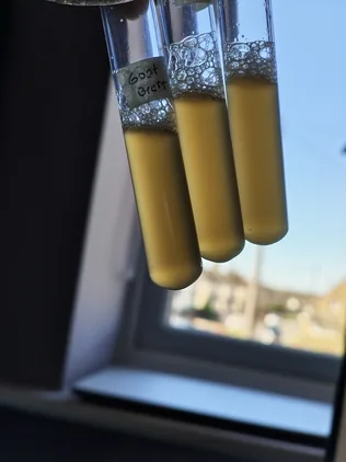 Three test tubes of cloudy wort with foam, held up against a window, one labelled Goat Brett