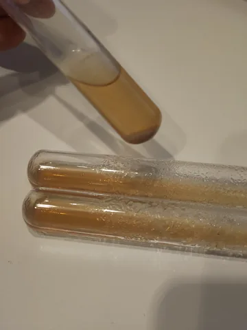 Three test tubes of clear wort with a layer of yeast sediment, one held up at an angle