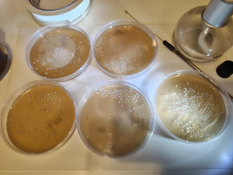 Five plates with white colonies lit from the side by a torch, the colonies standing out against the agar