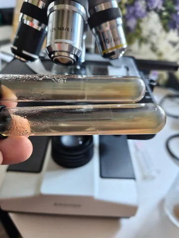 Two clear agar slants held in front of a microscope