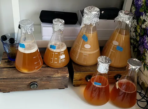 Six Erlenmeyer flasks of yeast starters in amber wort, foil-capped and labelled, two on wooden stir plates