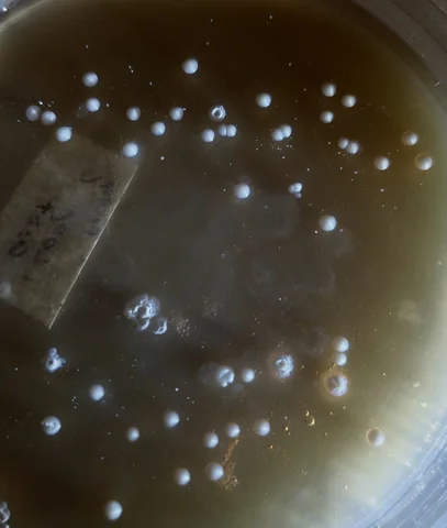 First plate: scattered white smooth round colonies of two sizes, a few larger irregular volcano-shaped colonies, and a paper label, wort agar