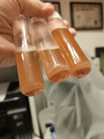 Three glass test tubes of amber wort held in a hand, each with a layer of sediment at the bottom and a thin ring of foam at the surface