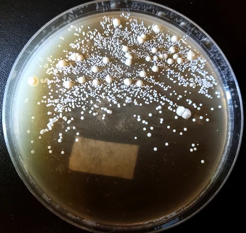 Confirmation plate with many small white colonies and scattered noticeably larger white colonies among them, a paper label on the agar