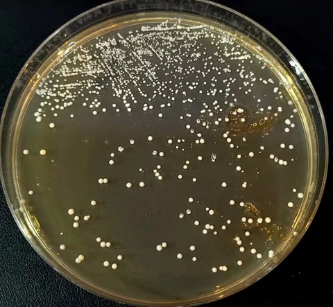 Petri dish of wort agar with a dense band of small white colonies along the top streak lines and larger, scattered cream-white round colonies over the rest of the plate