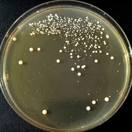 Petri dish of wort agar with a dense cluster of small white colonies at the top, a few large, smooth cream-white domed colonies spread over the plate, and many tiny pinpoint colonies