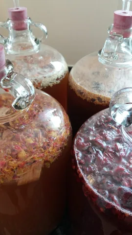 Four glass carboys with airlocks, fermenting amber beer with fruit, flower petals and wood in the necks and pellicle-like foam on top