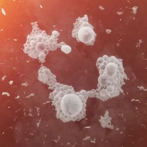 Close-up of pale, bubbly pellicle clusters floating on the surface of red-brown liquid, with a few larger round bubbles
